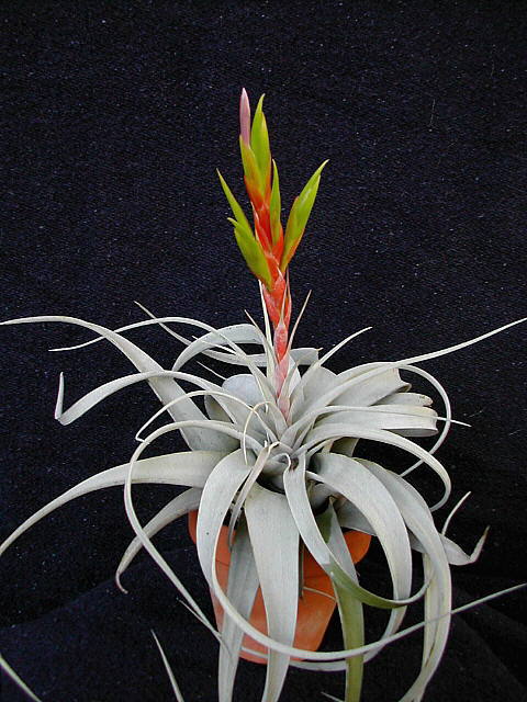 http://www.gardenoutletonline.com/images/garden-tips-information/tillandsias/tilxero2.jpg