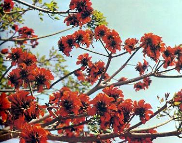 flowering trees california