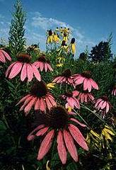 echinacea picture