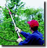 Telescoping Aluminum Pole Pruner