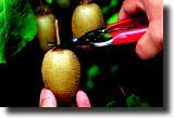 Pruning