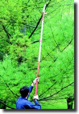 Telescoping Pole Saw