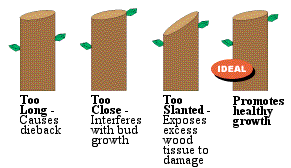 The Perfect Pruning Cut