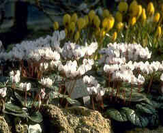 Rock Garden