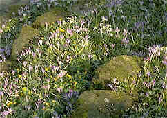 Rock Garden