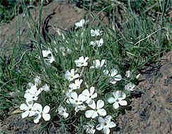 Flowers in the Rocks