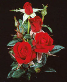 Rosa Santa Claus