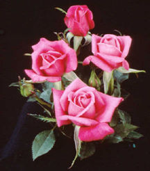 Rosa Winsome