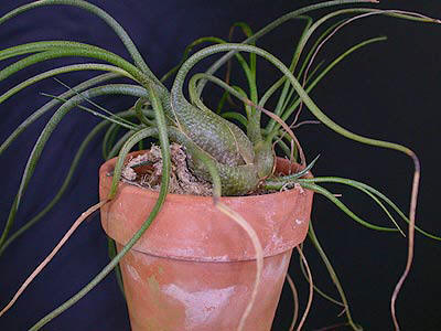T. butzii