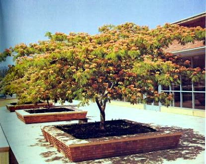 albizia julibrissin