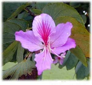 Bauhinia variegata flower