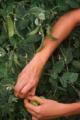 picking beans