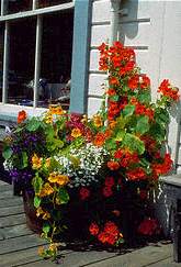 Nasturtium